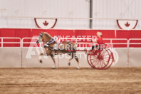 Petes Equine Photography of the draft horse hitch and mini horse competitions at the 2024 Ancaster Fair.