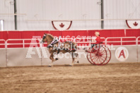 Petes Equine Photography of the draft horse hitch and mini horse competitions at the 2024 Ancaster Fair.