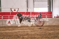 Petes Equine Photography of the draft horse hitch and mini horse competitions at the 2024 Ancaster Fair.