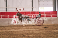 Petes Equine Photography of the draft horse hitch and mini horse competitions at the 2024 Ancaster Fair.