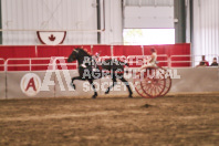 Petes Equine Photography of the draft horse hitch and mini horse competitions at the 2024 Ancaster Fair.