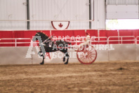 Petes Equine Photography of the draft horse hitch and mini horse competitions at the 2024 Ancaster Fair.