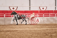 Petes Equine Photography of the draft horse hitch and mini horse competitions at the 2024 Ancaster Fair.