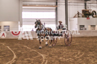 Petes Equine Photography of the draft horse hitch and mini horse competitions at the 2024 Ancaster Fair.