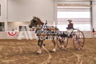 Petes Equine Photography of the draft horse hitch and mini horse competitions at the 2024 Ancaster Fair.