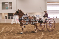 Petes Equine Photography of the draft horse hitch and mini horse competitions at the 2024 Ancaster Fair.