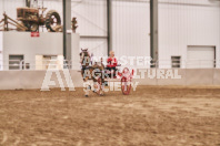 Petes Equine Photography of the draft horse hitch and mini horse competitions at the 2024 Ancaster Fair.