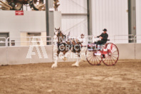 Petes Equine Photography of the draft horse hitch and mini horse competitions at the 2024 Ancaster Fair.