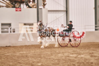 Petes Equine Photography of the draft horse hitch and mini horse competitions at the 2024 Ancaster Fair.