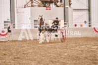 Petes Equine Photography of the draft horse hitch and mini horse competitions at the 2024 Ancaster Fair.