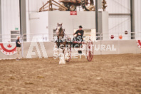 Petes Equine Photography of the draft horse hitch and mini horse competitions at the 2024 Ancaster Fair.