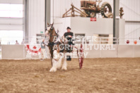 Petes Equine Photography of the draft horse hitch and mini horse competitions at the 2024 Ancaster Fair.