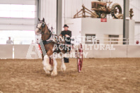 Petes Equine Photography of the draft horse hitch and mini horse competitions at the 2024 Ancaster Fair.