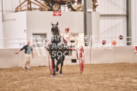 Petes Equine Photography of the draft horse hitch and mini horse competitions at the 2024 Ancaster Fair.