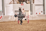 Petes Equine Photography of the draft horse hitch and mini horse competitions at the 2024 Ancaster Fair.