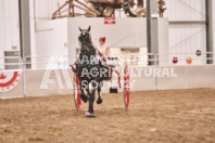 Petes Equine Photography of the draft horse hitch and mini horse competitions at the 2024 Ancaster Fair.