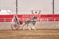 Petes Equine Photography of the draft horse hitch and mini horse competitions at the 2024 Ancaster Fair.