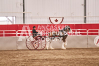 Petes Equine Photography of the draft horse hitch and mini horse competitions at the 2024 Ancaster Fair.