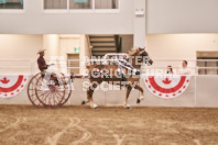 Petes Equine Photography of the draft horse hitch and mini horse competitions at the 2024 Ancaster Fair.