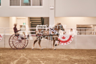 Petes Equine Photography of the draft horse hitch and mini horse competitions at the 2024 Ancaster Fair.