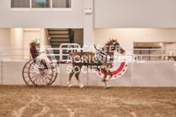 Petes Equine Photography of the draft horse hitch and mini horse competitions at the 2024 Ancaster Fair.