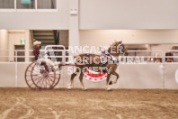 Petes Equine Photography of the draft horse hitch and mini horse competitions at the 2024 Ancaster Fair.