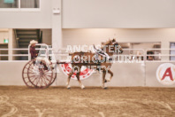 Petes Equine Photography of the draft horse hitch and mini horse competitions at the 2024 Ancaster Fair.