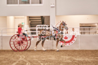 Petes Equine Photography of the draft horse hitch and mini horse competitions at the 2024 Ancaster Fair.