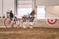 Petes Equine Photography of the draft horse hitch and mini horse competitions at the 2024 Ancaster Fair.