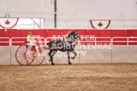 Petes Equine Photography of the draft horse hitch and mini horse competitions at the 2024 Ancaster Fair.