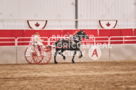 Petes Equine Photography of the draft horse hitch and mini horse competitions at the 2024 Ancaster Fair.