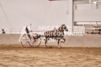 Petes Equine Photography of the draft horse hitch and mini horse competitions at the 2024 Ancaster Fair.