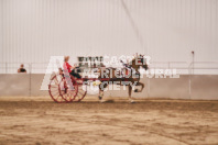 Petes Equine Photography of the draft horse hitch and mini horse competitions at the 2024 Ancaster Fair.