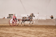 Petes Equine Photography of the draft horse hitch and mini horse competitions at the 2024 Ancaster Fair.