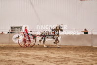 Petes Equine Photography of the draft horse hitch and mini horse competitions at the 2024 Ancaster Fair.