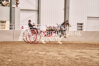 Petes Equine Photography of the draft horse hitch and mini horse competitions at the 2024 Ancaster Fair.