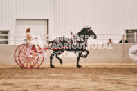 Petes Equine Photography of the draft horse hitch and mini horse competitions at the 2024 Ancaster Fair.