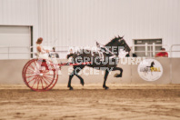 Petes Equine Photography of the draft horse hitch and mini horse competitions at the 2024 Ancaster Fair.