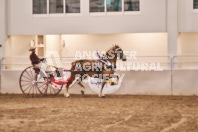 Petes Equine Photography of the draft horse hitch and mini horse competitions at the 2024 Ancaster Fair.