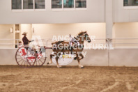 Petes Equine Photography of the draft horse hitch and mini horse competitions at the 2024 Ancaster Fair.