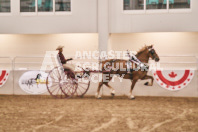 Petes Equine Photography of the draft horse hitch and mini horse competitions at the 2024 Ancaster Fair.