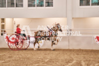 Petes Equine Photography of the draft horse hitch and mini horse competitions at the 2024 Ancaster Fair.