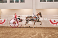 Petes Equine Photography of the draft horse hitch and mini horse competitions at the 2024 Ancaster Fair.