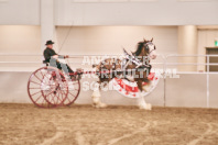 Petes Equine Photography of the draft horse hitch and mini horse competitions at the 2024 Ancaster Fair.