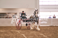 Petes Equine Photography of the draft horse hitch and mini horse competitions at the 2024 Ancaster Fair.