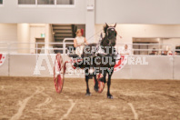 Petes Equine Photography of the draft horse hitch and mini horse competitions at the 2024 Ancaster Fair.