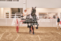 Petes Equine Photography of the draft horse hitch and mini horse competitions at the 2024 Ancaster Fair.