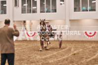 Petes Equine Photography of the draft horse hitch and mini horse competitions at the 2024 Ancaster Fair.