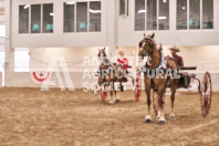 Petes Equine Photography of the draft horse hitch and mini horse competitions at the 2024 Ancaster Fair.