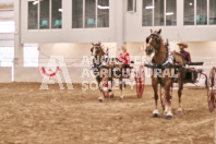 Petes Equine Photography of the draft horse hitch and mini horse competitions at the 2024 Ancaster Fair.